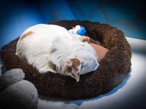 Sleepy Pup at Macy's Holiday Window Unveiling with SF SPCA